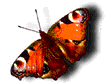 Vola, papilio!